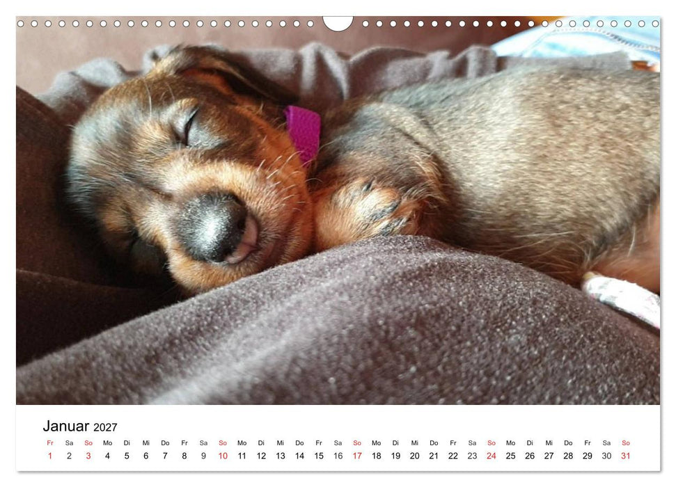 Ein Dackelkind blickt zurück (CALVENDO Wandkalender 2027)