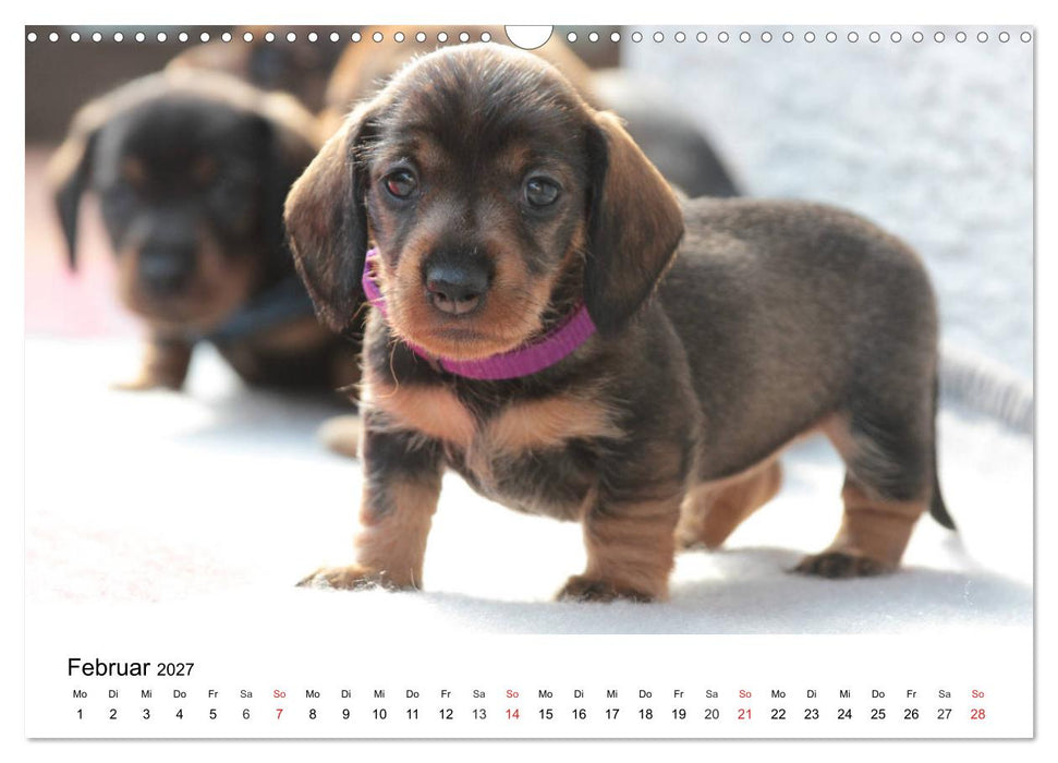 Ein Dackelkind blickt zurück (CALVENDO Wandkalender 2027)
