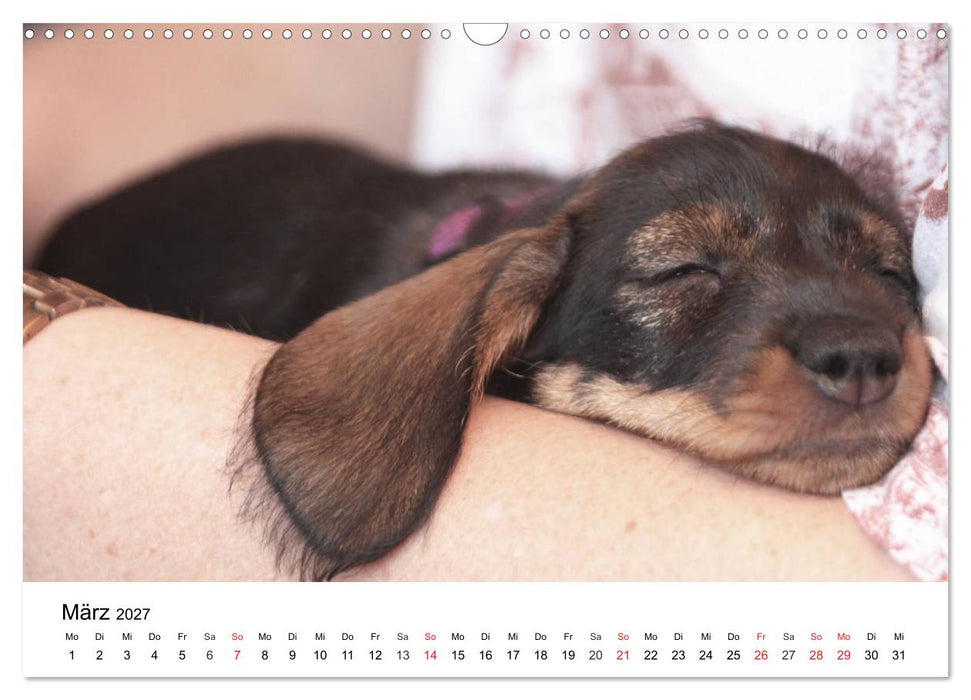 Ein Dackelkind blickt zurück (CALVENDO Wandkalender 2027)