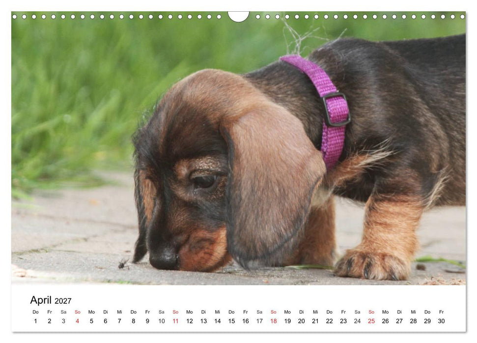 Ein Dackelkind blickt zurück (CALVENDO Wandkalender 2027)