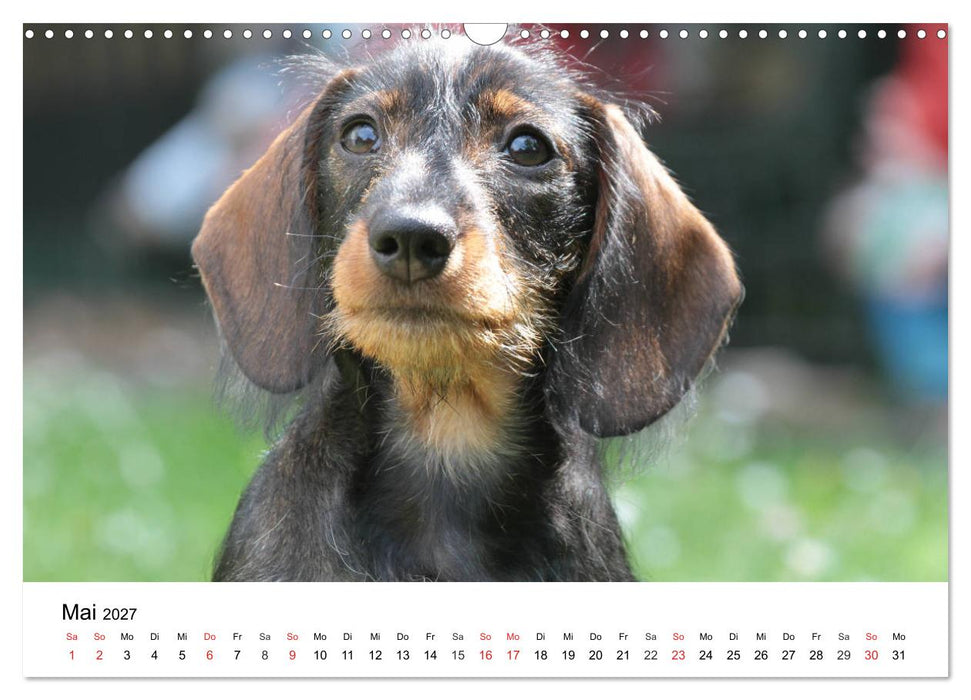 Ein Dackelkind blickt zurück (CALVENDO Wandkalender 2027)