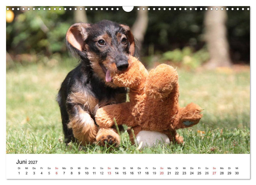 Ein Dackelkind blickt zurück (CALVENDO Wandkalender 2027)