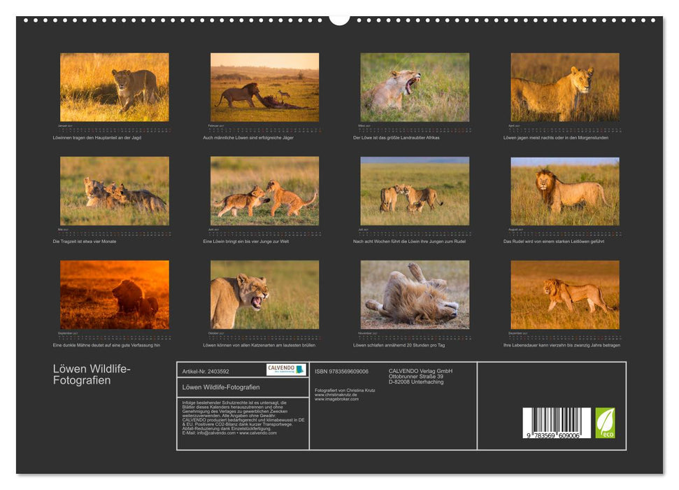 Löwen Wildlife-Fotografien (CALVENDO Premium Wandkalender 2027)