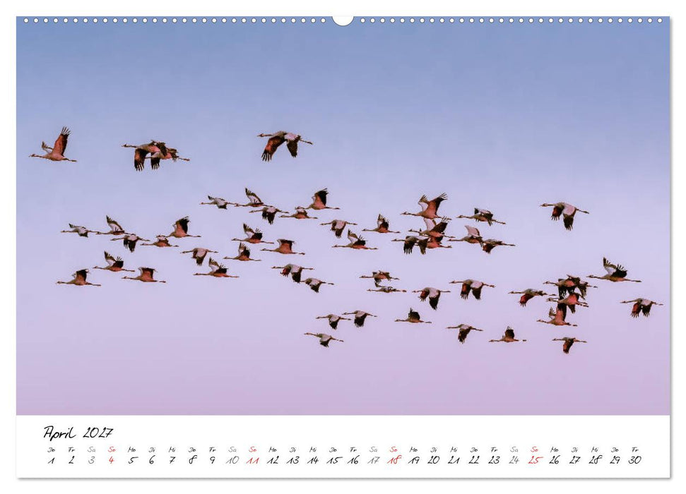Mein Fischland! Unterwegs auf dem Darß (CALVENDO Wandkalender 2027)
