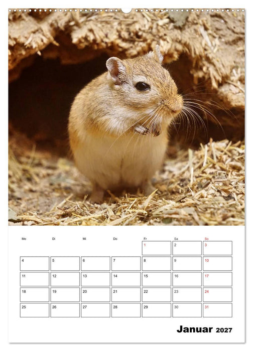 Lustige Rennmäuse (CALVENDO Wandkalender 2027)