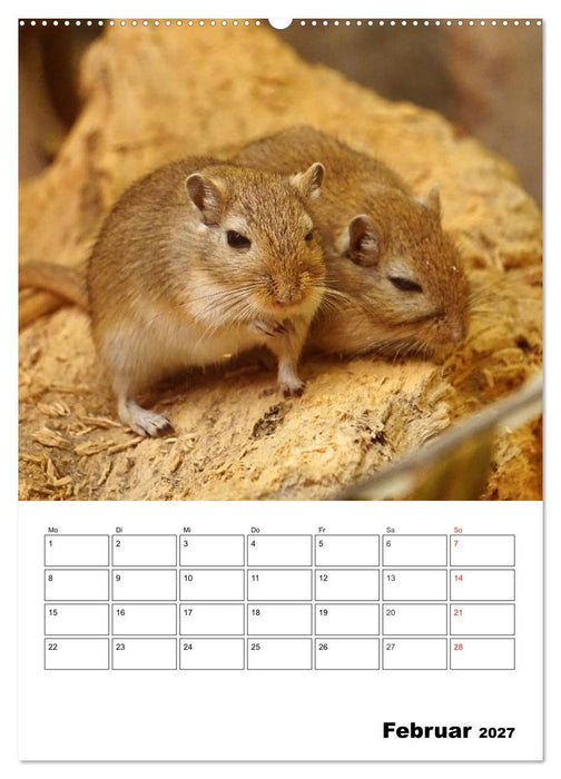 Lustige Rennmäuse (CALVENDO Wandkalender 2027)