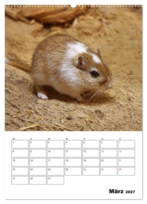 Lustige Rennmäuse (CALVENDO Wandkalender 2027)