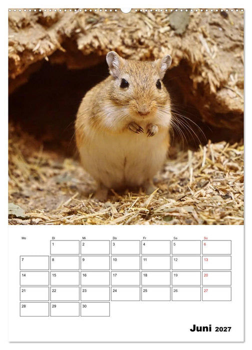 Lustige Rennmäuse (CALVENDO Wandkalender 2027)