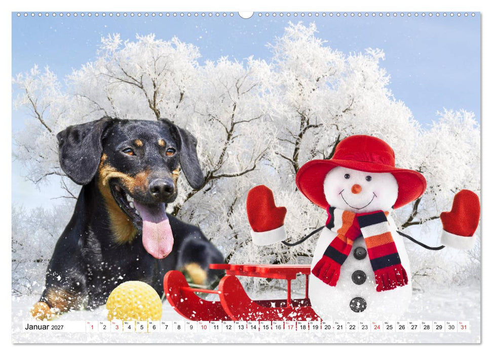 Dackelträumereien - Kleine Helden auf 4 Pfoten (CALVENDO Wandkalender 2027)