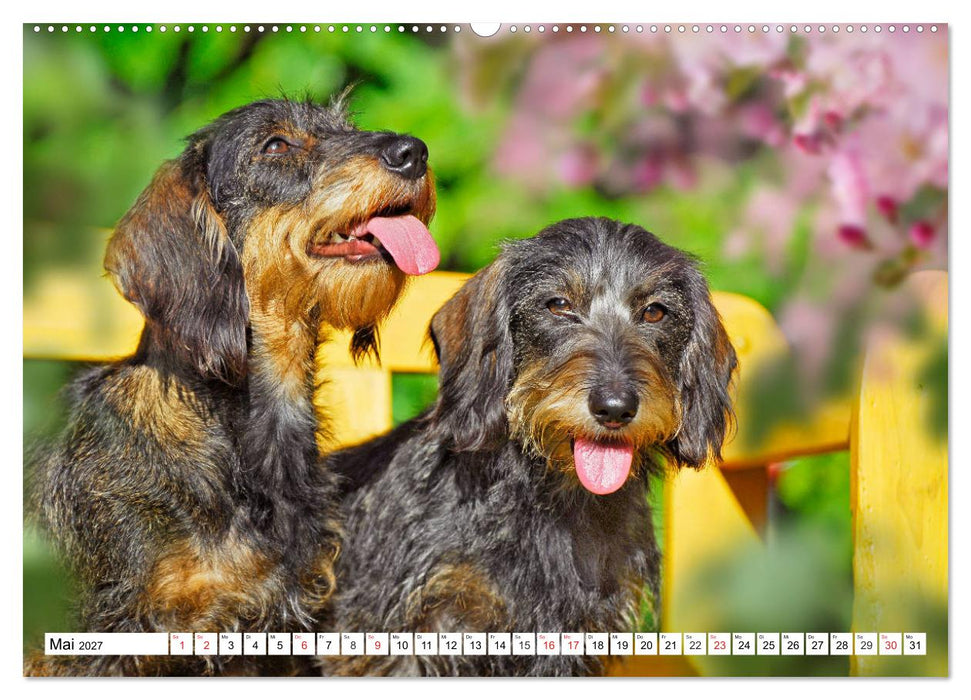 Dackelträumereien - Kleine Helden auf 4 Pfoten (CALVENDO Wandkalender 2027)