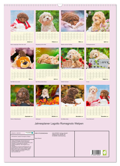 Jahresplaner Lagotto Romagnolo Welpen (CALVENDO Wandkalender 2027)