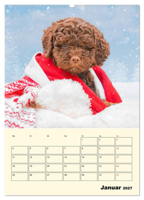 Jahresplaner Lagotto Romagnolo Welpen (CALVENDO Wandkalender 2027)