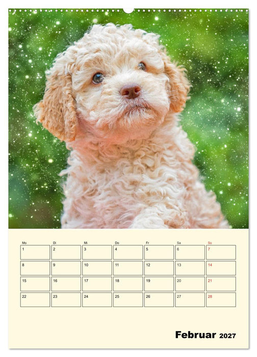 Jahresplaner Lagotto Romagnolo Welpen (CALVENDO Wandkalender 2027)