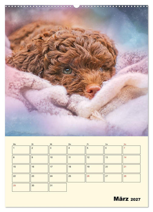Jahresplaner Lagotto Romagnolo Welpen (CALVENDO Wandkalender 2027)