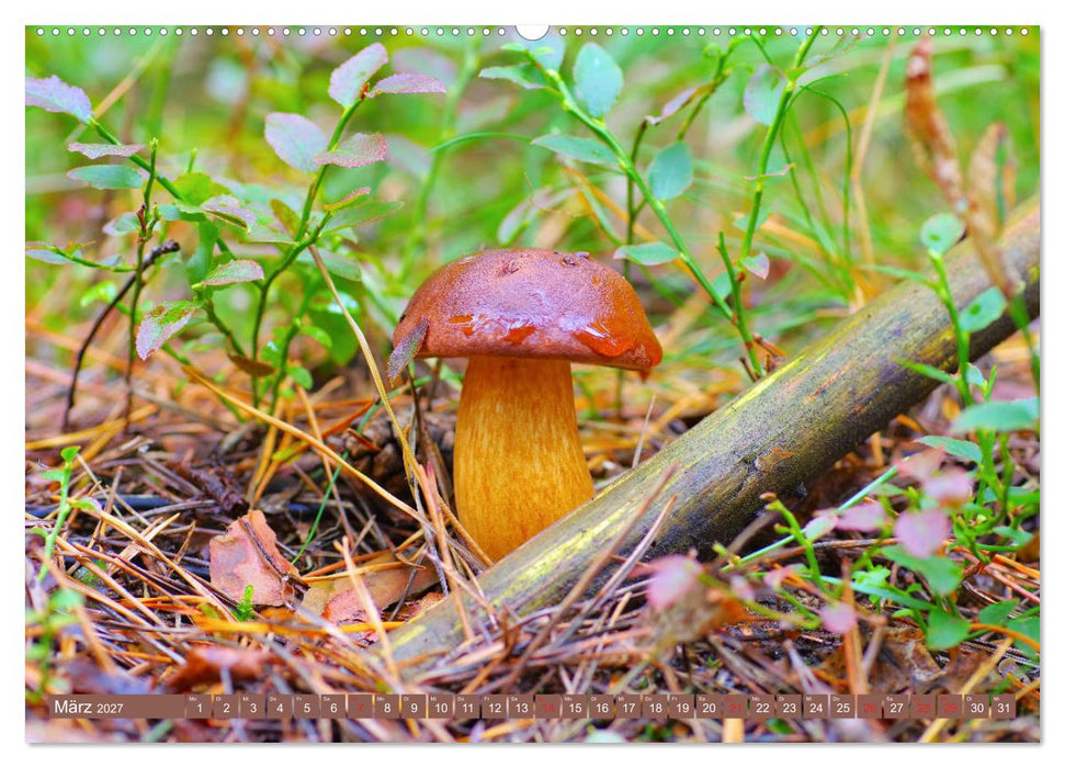 Die bunte Welt der Pilze (CALVENDO Premium Wandkalender 2027)
