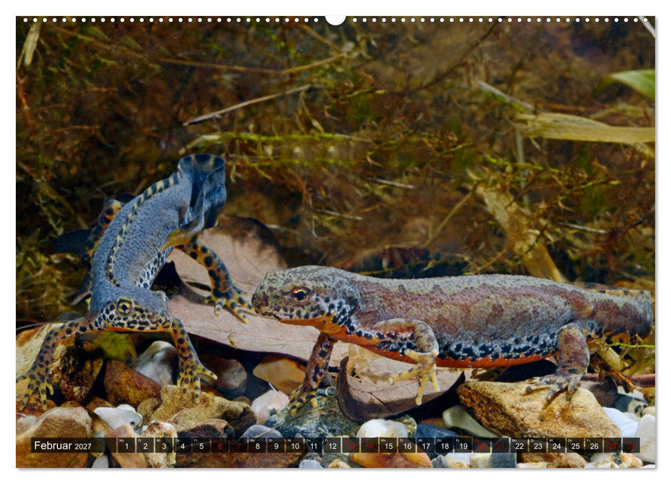 Heimische Amphibien (CALVENDO Premium Wandkalender 2027)