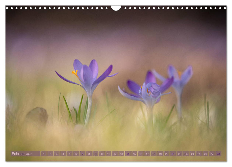 Naturschönheiten - mit Blüten und Pflanzen durch das Jahr (CALVENDO Wandkalender 2027)
