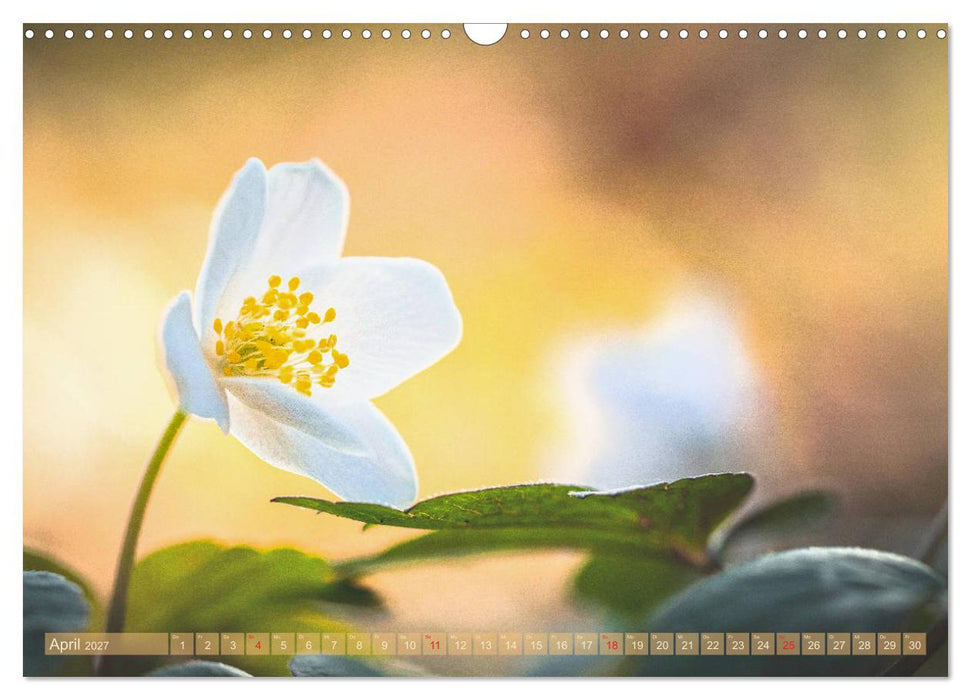 Naturschönheiten - mit Blüten und Pflanzen durch das Jahr (CALVENDO Wandkalender 2027)