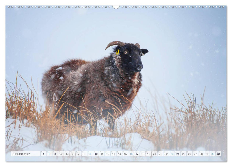 Schafe - Raues Wetter, weiche Wolle (CALVENDO Premium Wandkalender 2027)