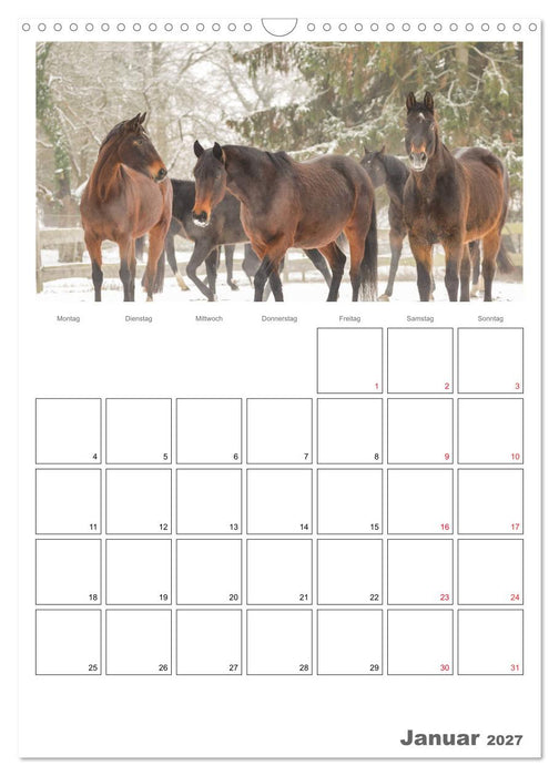 Pferde - Kameraden mit vier Hufen (CALVENDO Wandkalender 2027)