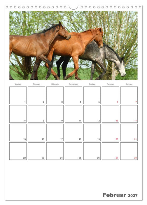 Pferde - Kameraden mit vier Hufen (CALVENDO Wandkalender 2027)