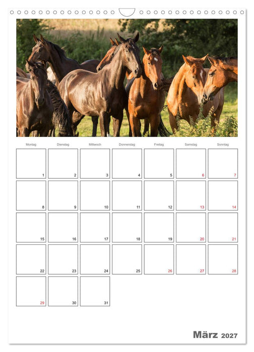 Pferde - Kameraden mit vier Hufen (CALVENDO Wandkalender 2027)