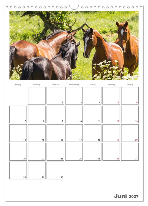 Pferde - Kameraden mit vier Hufen (CALVENDO Wandkalender 2027)