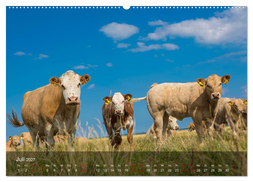 Insel Hiddensee - Wildromantisch unberührt (CALVENDO Premium Wandkalender 2027)