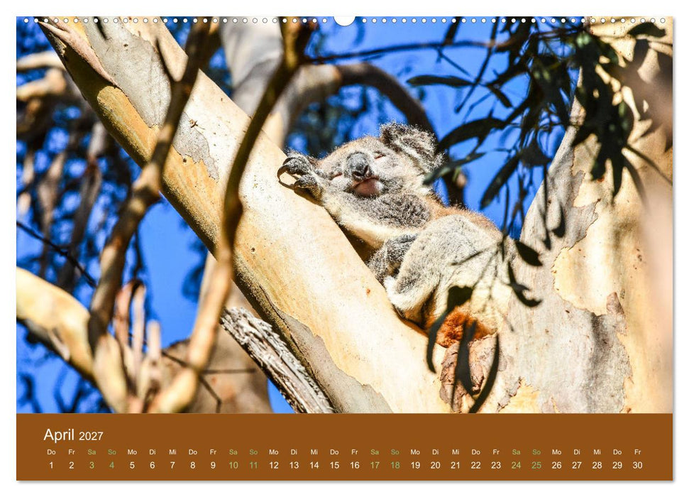 Koalas, putzige Gesellen (CALVENDO Premium Wandkalender 2027)