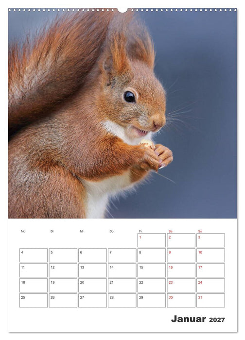 Eichhörnchen Luna (CALVENDO Wandkalender 2027)