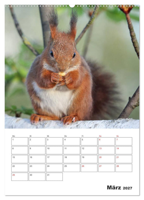 Eichhörnchen Luna (CALVENDO Wandkalender 2027)