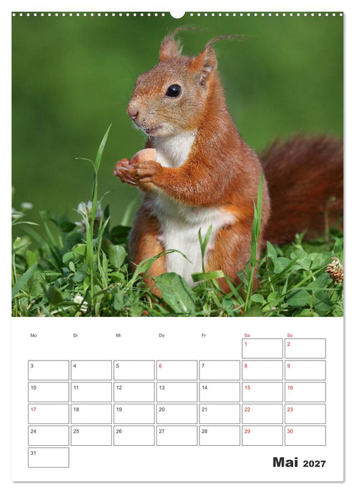 Eichhörnchen Luna (CALVENDO Wandkalender 2027)