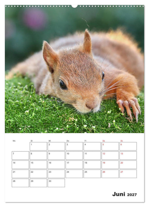 Eichhörnchen Luna (CALVENDO Wandkalender 2027)