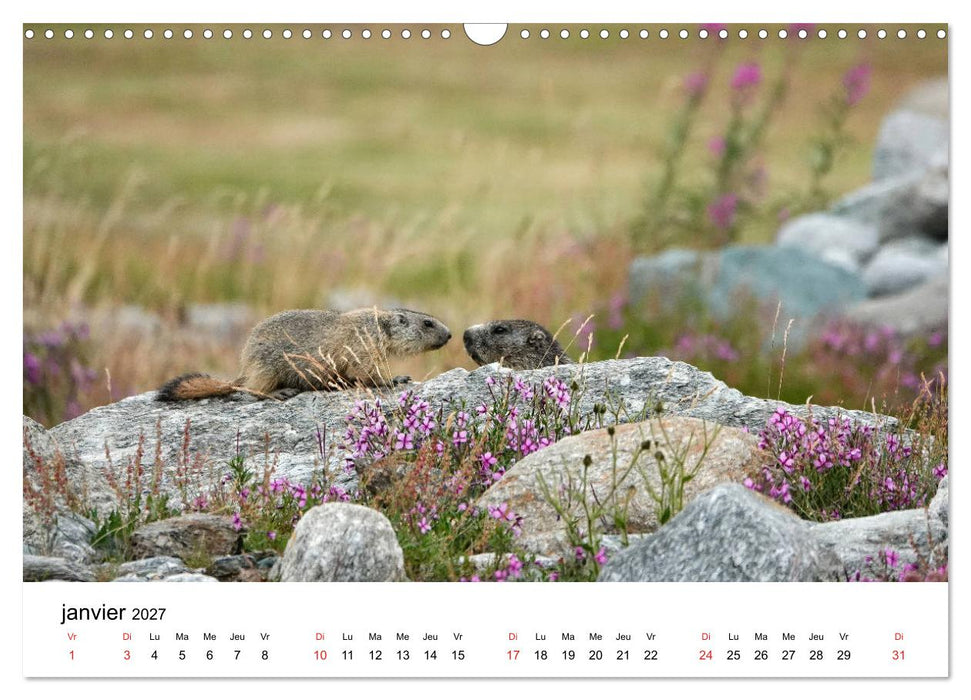 Le monde des marmottes en Haute Maurienne (CALVENDO Calendrier mensuel 2027)