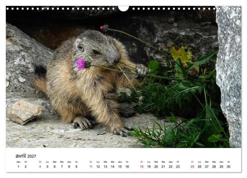 Le monde des marmottes en Haute Maurienne (CALVENDO Calendrier mensuel 2027)