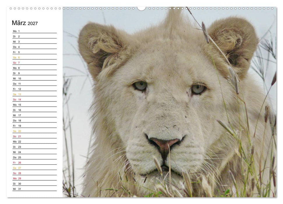 LION KING SELFIES Löwen hautnah (CALVENDO Wandkalender 2027)