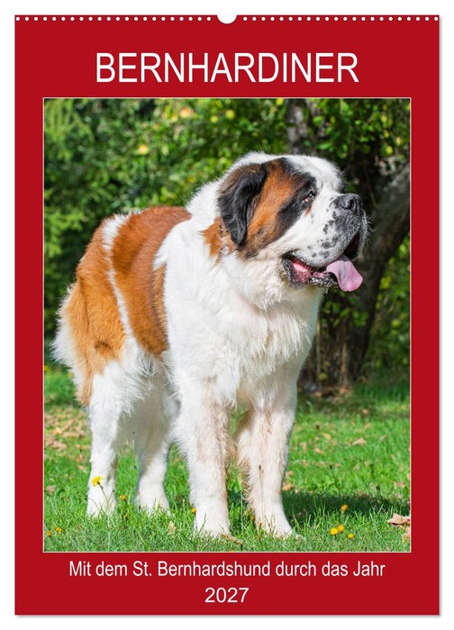 Bernhardiner - Mit dem St. Bernhardshund durch das Jahr (CALVENDO Wandkalender 2027)