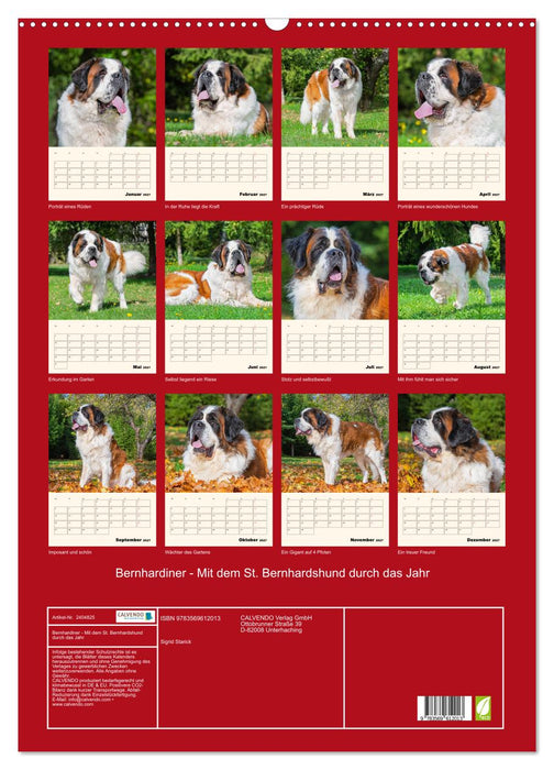 Bernhardiner - Mit dem St. Bernhardshund durch das Jahr (CALVENDO Wandkalender 2027)
