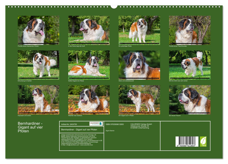 Bernhardiner - Gigant auf vier Pfoten (CALVENDO Premium Wandkalender 2027)