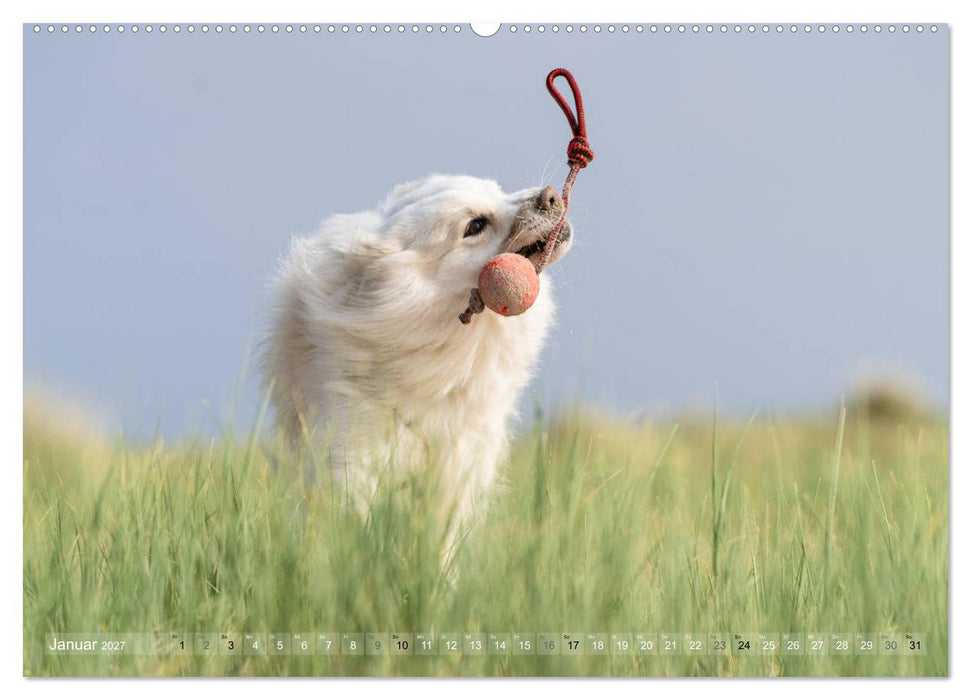 Mit Hunden an den Stränden von Nord- und Ostsee (CALVENDO Premium Wandkalender 2027)
