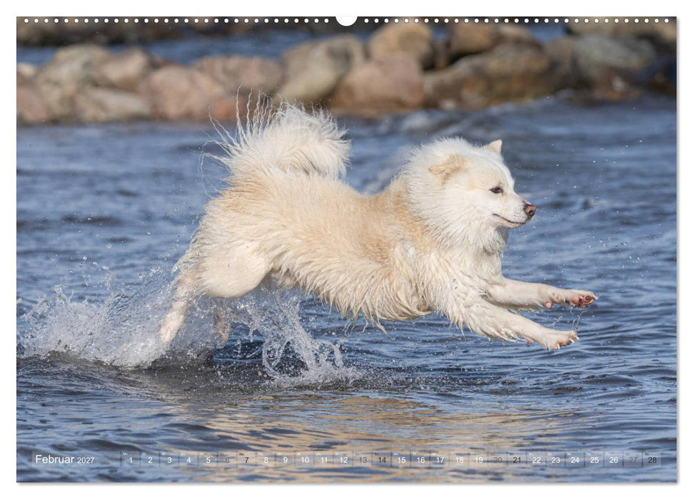 Mit Hunden an den Stränden von Nord- und Ostsee (CALVENDO Premium Wandkalender 2027)
