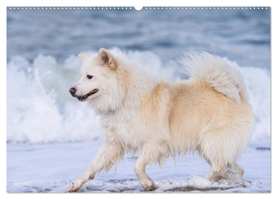 Mit Hunden an den Stränden von Nord- und Ostsee (CALVENDO Premium Wandkalender 2027)