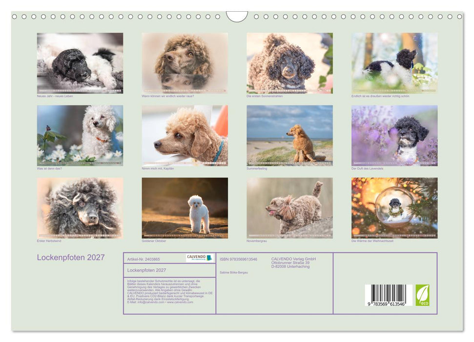 Lockenpfoten 2027 (CALVENDO Wandkalender 2027)
