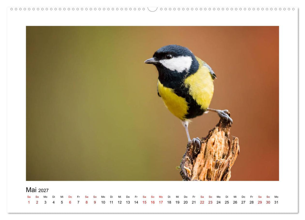 Deutschlands Wildtiere (CALVENDO Wandkalender 2027)