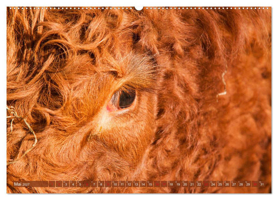 Schöne Schotten - Galloway im Porträt (CALVENDO Wandkalender 2027)