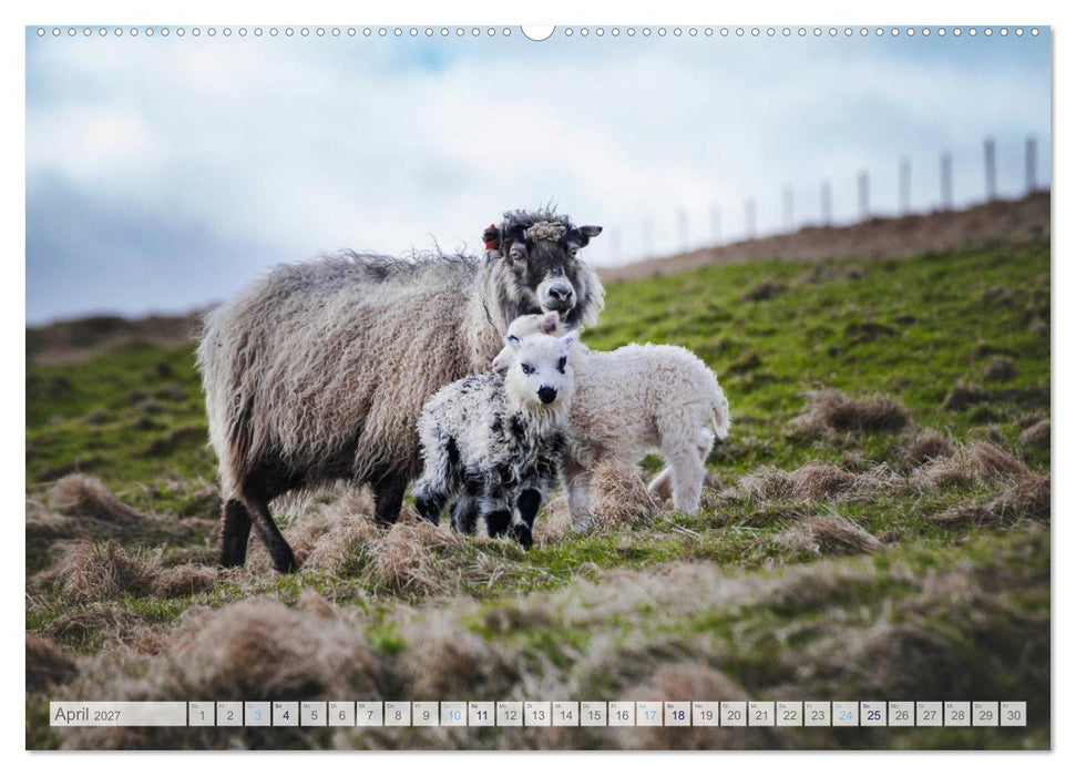 Schafe - Raues Wetter, weiche Wolle (CALVENDO Wandkalender 2027)