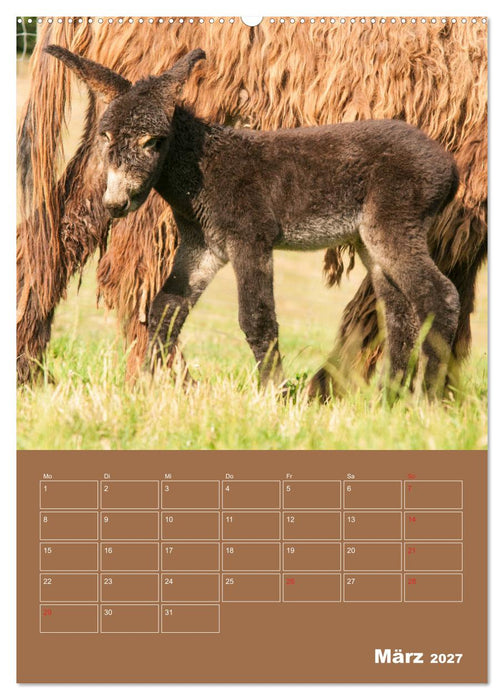 Entzückende Esel - Charmant und liebenswert (CALVENDO Premium Wandkalender 2027)