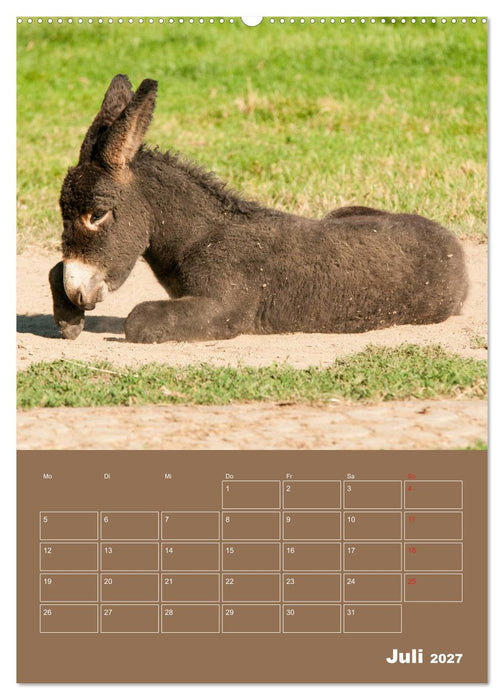 Entzückende Esel - Charmant und liebenswert (CALVENDO Premium Wandkalender 2027)