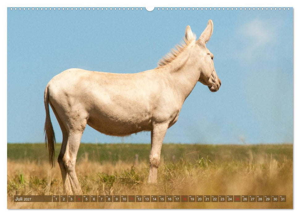 Lichtbringer - Österreichisch-Ungarische Barockesel (CALVENDO Premium Wandkalender 2027)