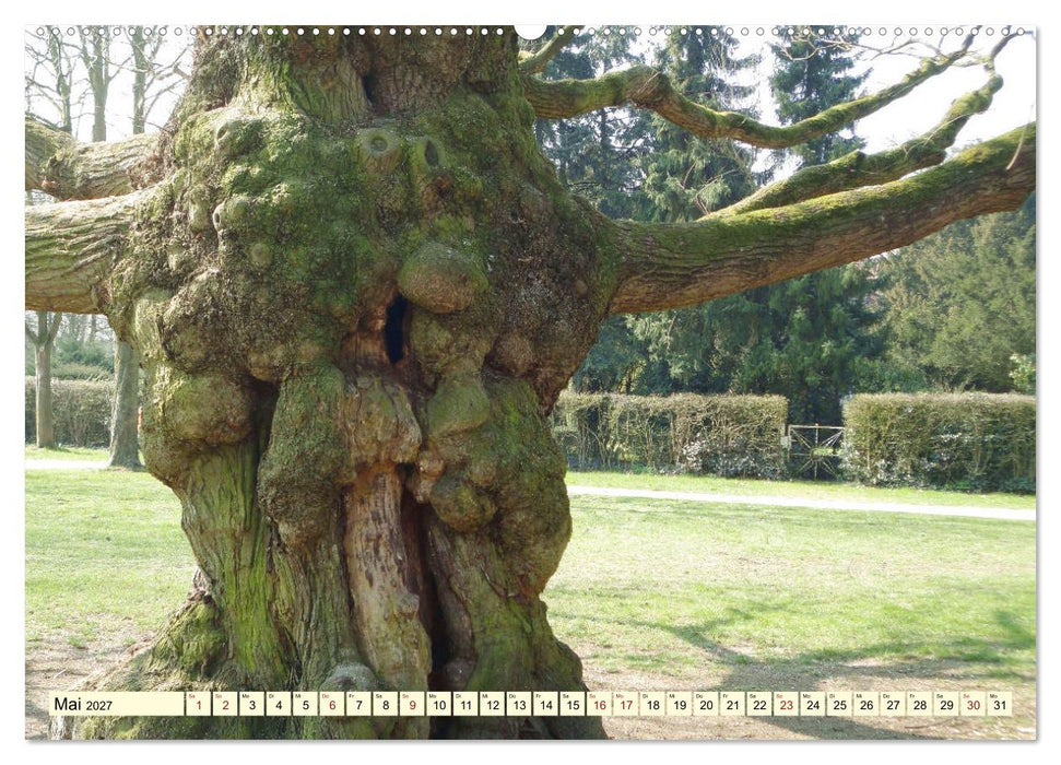 Zauberhaftes, die Natur als Künstler (CALVENDO Wandkalender 2027)